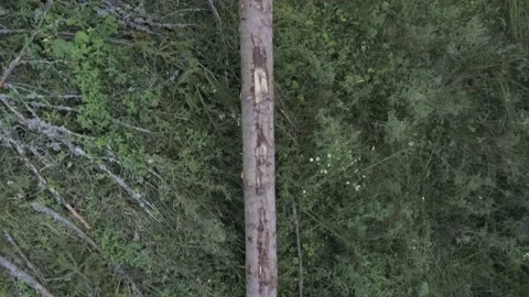 Drone camera flying over a huge freshly illegal cutted pine log Stock Footage 139310957