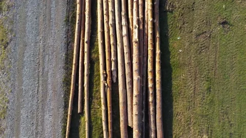 Drone camera flying over illegal cutted pine logs Stock Footage 142696657