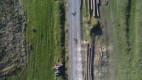 Drone camera flying over illegal cutted pine logs Stock-Footage 142696669