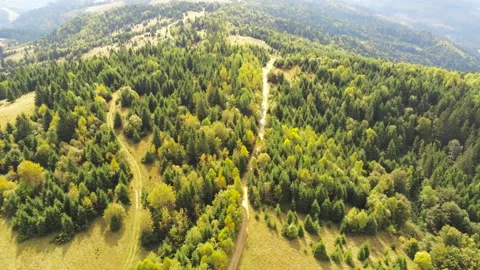 Drone camera flying over mixed pine woods and deciduous woods Stock-Footage 140394978