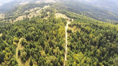 Drone camera flying over mixed pine woods and deciduous woods Stock Footage 140394992