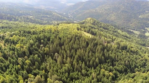 Drone camera flying over mixed pine woods and deciduous woods Stock Footage 140394994