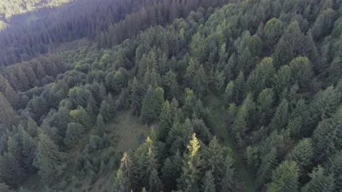 Drone camera flying over pine forest at sunset in Transylvania Stock Footage 140037033