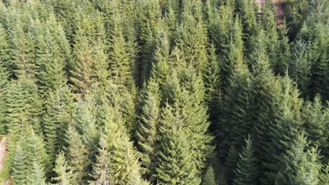 Drone camera flying over young  green pine forest Stock Footage 140394960
