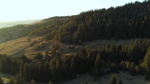 Drone camera flying towards a beautiful pine forest Stock Footage 149601675