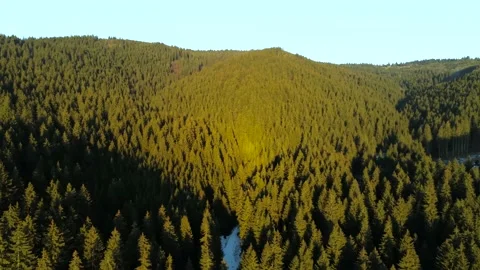 Drone camera flying towards a beautiful pine forest Stock Footage 149601685