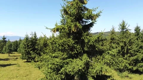 Drone camera landing in front of a pine tree Stock Footage 138755678