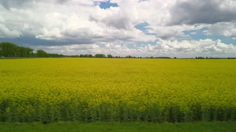 Drone camera movement parallel to the edge of blooming rapeseed field Stock-Footage 154607650
