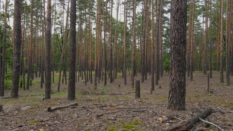Drone Camera Movement Through Pine Forest. 動画素材 239024722