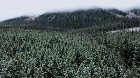 Drone camera moves over a taiga forest on a mountainside in a thick cloud of fog Video stock 119236302