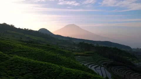 Drone camera moving forward over green tea plantation on the mountain Stock Footage 243722453