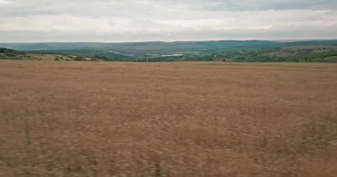 Drone camera moving sideways over a wheat field very low in relation to Stock Footage 247942380