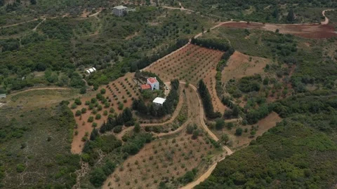Drone camera panning over olive grove and farm Vídeo Stock 311866867