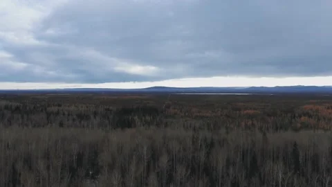 Drone camera rises above the dense winter forest near Evie Lake, Alberta, Canada Stock-Footage 139117817