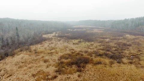 Drone camera rises above the yellow field and dead forest in the fog. Manitoba Video stock 126081769