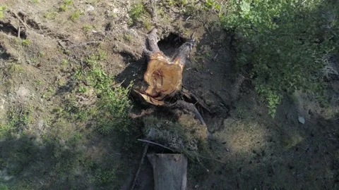 Drone camera rising above  a huge freshly illegal cutted pine log Stock Footage 139314415