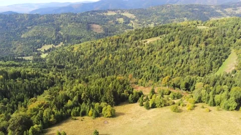 Drone camera rotating  over mixed pine woods and deciduous woods Stock Footage 140394995