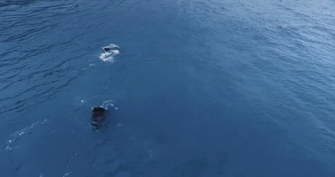 Drone camera shoots gray whale at Ruby Beach, Olympic National Park, Washington Video stock 123830067
