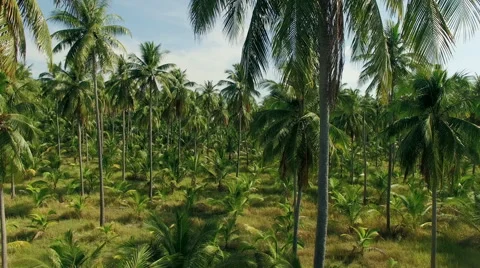 Drone. The camera shots a field of palm trees from the bottom upward. N. Stock Footage 63138293