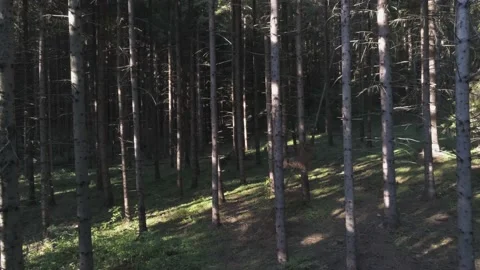 Drone camera slowly rising in dark pine woods Stock Footage 139313555