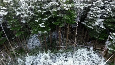 Drone camera spinning among bright pine trees in a dense forest Video stock 119236688