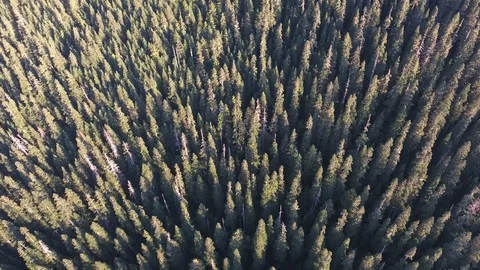 Drone of Canadian Forest Stock Footage 73543773