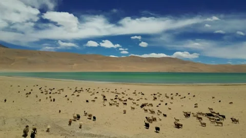 Drone capture of sunlight falling over moving sheeps in vast landscape near Stock Footage 310807077