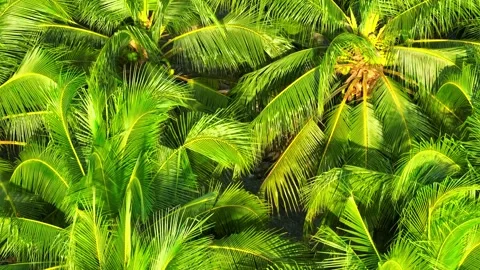 Drone-captured detail of a coconut tree with green coconuts. Stock Footage 323341014