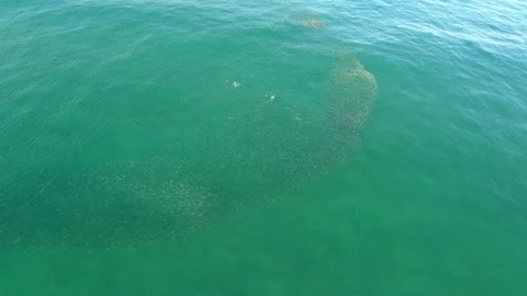 Drone Captures 2024 Sardine Run in South Africa | KwaZulu-Natal Aerial Views Stock Footage 278417439