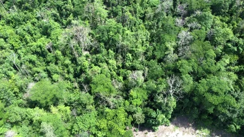 A drone captures an aerial view of a lush tropical forest,  Stock Footage 310569305