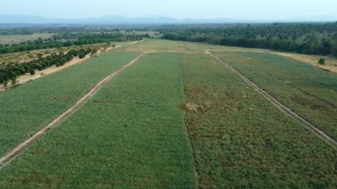 A drone captures an aerial view of a pineapple farm surrounded by lush nature, 库存影片 310569213