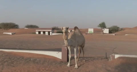A drone captures a camel caravan in a sand-covered small town in the middle of Stock Footage 246896249