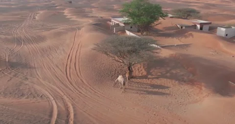A drone captures a camel caravan in a sand-covered small town in the middle of Stock Footage 249802238