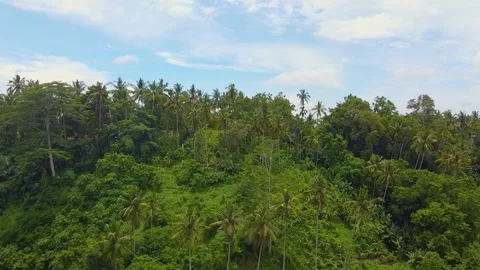 Drone captures dense palm forest near Ubud, Bali, featuring rare species like th Stock Footage 309256495