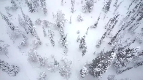 A drone captures the enchanting scene of a tranquil forest in December. Stock Footage 287254218