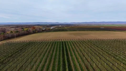 Drone captures expansive aerial view of agricultural fields during day Video stock 321545340