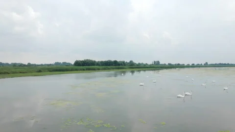 Drone captures flock of mute swans walk on a shore of a lake Stock Footage 263298537