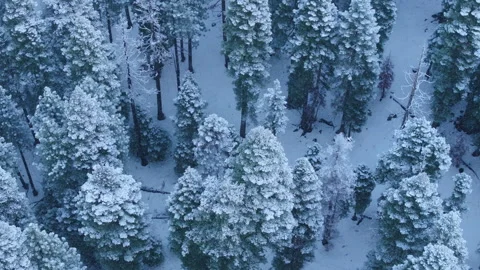 Drone captures forest details, cinematic drone surveys snowy woods Stock Footage 321435110