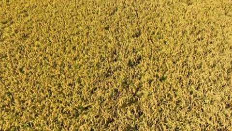 The drone captures the golden fields of ripe rice. Stock Footage 306141309