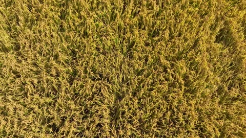 The drone captures the golden fields of ripe rice. Video stock 306141495