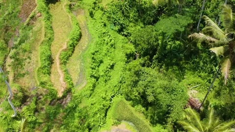 Drone captures the iconic green geometry of the Tegalalang Rice Terraces in Ubud Video stock 309263207
