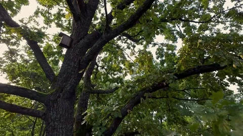A drone captures a large tree with dense foliage and a birdhouse attached to one Vidéo 283947126