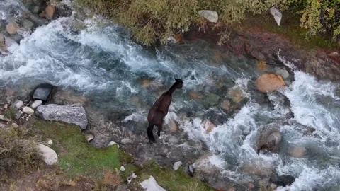 A drone captures a lone horse navigating through the fast-flowing, rocky waters Stock Footage 331545952