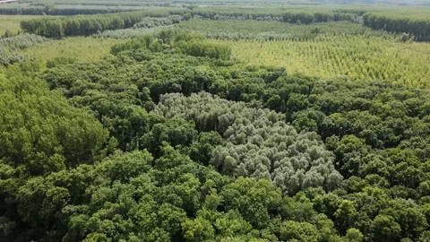 Drone captures lush green tree canopies in endless woods Stock Footage 263149449