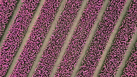 Drone captures mesmerizing view of pink tulip rows, ascending and rotating. Stock Footage 244904174