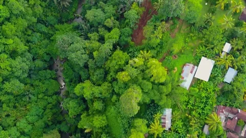 Drone captures a rainforest in Bali with a river running through and houses at t Stock Footage 309271022