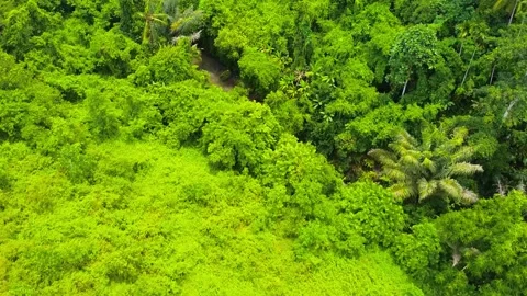 Drone Captures Rainforest with River in Bali Lush Jungle, Flowing Water, and T Stock Footage 309257167