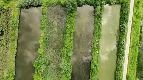 Drone captures rectangular nurse ponds surrounded with green grass and bushes Stock Footage 263321993
