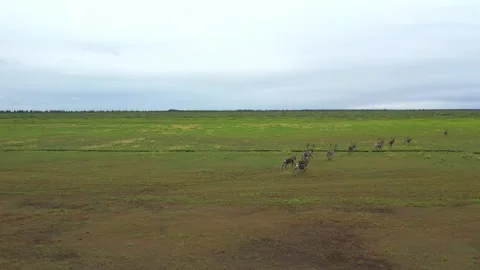 Drone Captures Reindeer Journey. Herd of north reindeer runs across the tundra Stock Footage 339635124