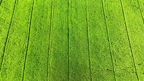 The drone captures the rice plants in their prime. Stock Footage 306139423